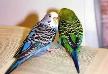 Milyen vitaminokat adnak budgies