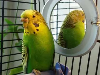 Ce vitamine da budgies