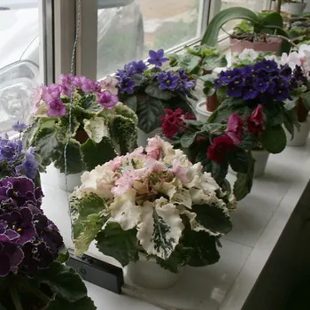 Ce fel de flori pentru a planta pe pervazul ferestrei de violete, cactusi, mușcate, begonii, fucsia și fotografii