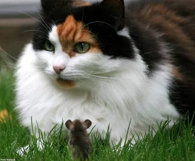 Mik a legjobb macska fogni patkányok és egerek