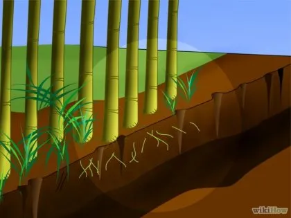 Hogyan lehet megszabadulni a bambusz 1