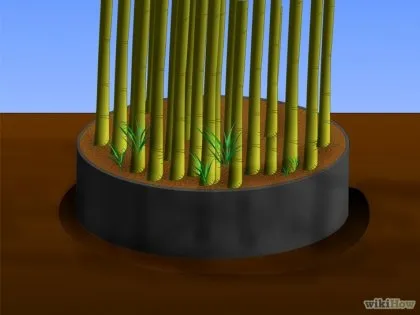 Hogyan lehet megszabadulni a bambusz 1