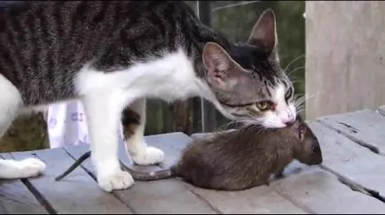Ami a macskák elkapni a patkányok, hogyan válasszuk ki a macska a macska-Pied Piper
