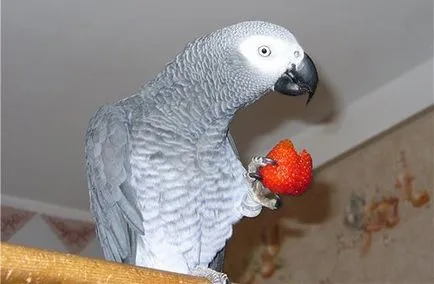 Какви витамини да даде папагала