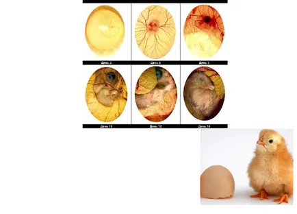 Какви са етапите на развитие на пиле в яйце