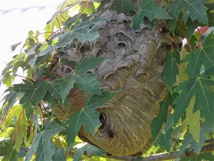Cum să scapi de cuiburi de viespi într-un loc îndepărtat