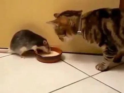 Ce pisici prind șobolani, cum de a alege o pisica o pisica-Pied Piper
