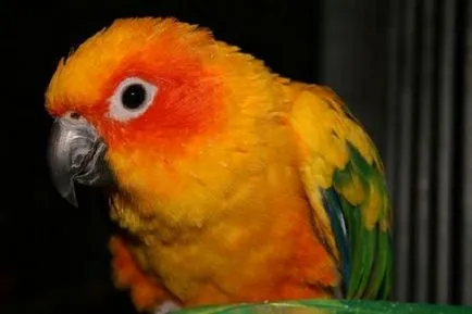 Cum de a preda un papagal să cânte