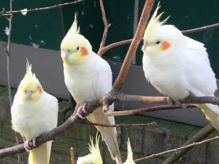 Cum de a preda un papagal să cânte - cântând perus - animale - populare