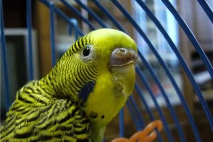 Cum să taie ciocul unui papagal la domiciliu