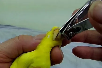 Cum să taie ciocul unui papagal la domiciliu