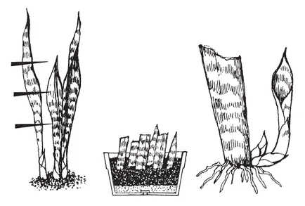 Както sansevieriya фотокопиране възпроизвеждане чрез разделяне коренища странично процеси, листа и семена