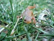 Hogyan állapítható meg, a szex a gőte