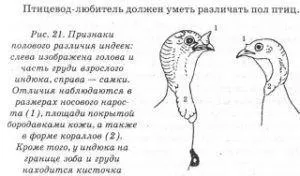 Как да се разграничат една пуйка от пуйка, възраст и пол