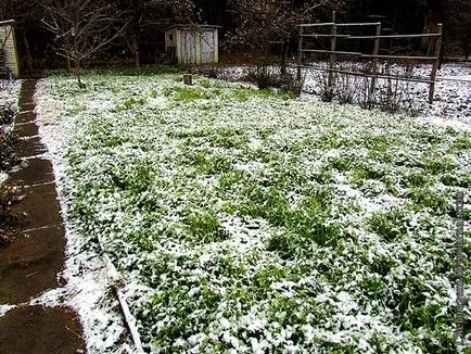 Hogyan készüljünk fel a téli kert - kert a téli kert - kert és gyümölcsös