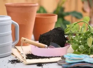 Cum să obțineți măceșului în câteva trepte, houseplants