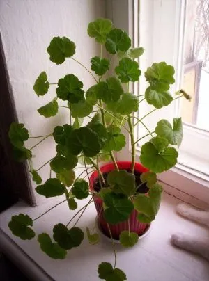 Cum să obțineți măceșului în câteva trepte, houseplants