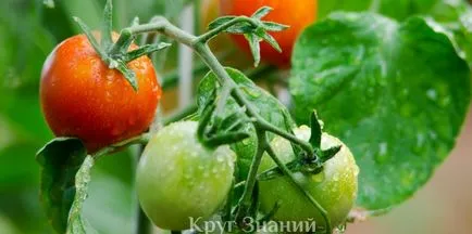 Как да поливам доматите - кръгът на знанието