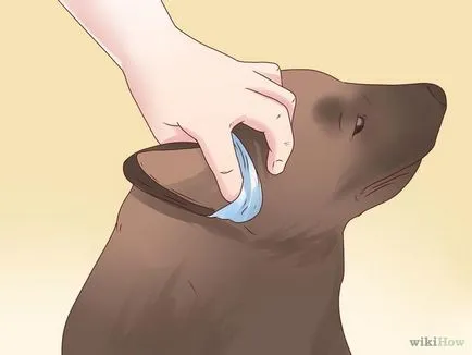 Как да се сложи на ушите палав немска овчарка кученца