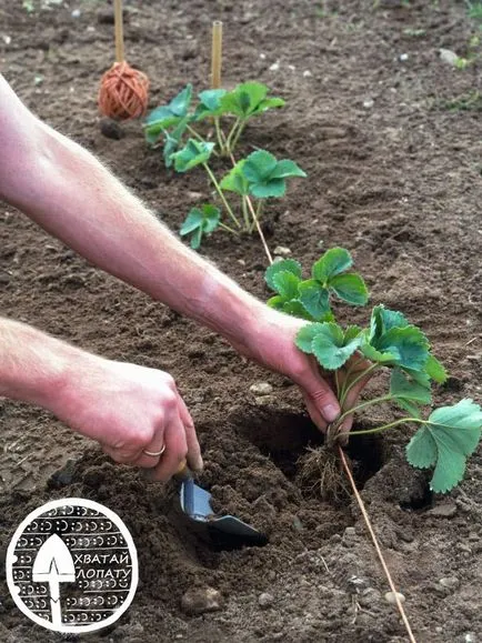 Hogyan ültetni eper - ültetés dátumát, a technológia