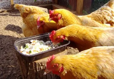 Cum să pregătească un must pentru găinile ouătoare