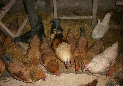 Hogyan kell etetni a csirkéket tanácsot tapasztalt gazdák, csirke