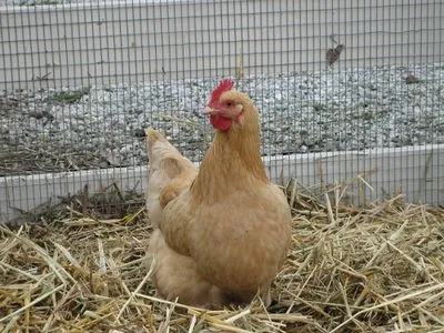 Cum să pregătească un must pentru găinile ouătoare