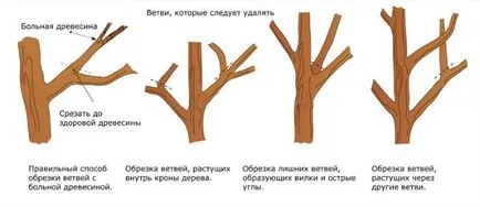 Как да се намали ябълково дърво през пролетта на схеми и снимки