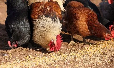 Hogyan kell etetni a csirkéket tanácsot tapasztalt gazdák, csirke