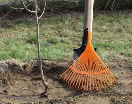 Как да засадиш дърво през пролетта