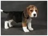 Cum de a alege un catelus, Beagle