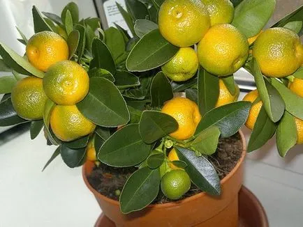 Hogyan növény mandarin otthon útmutató