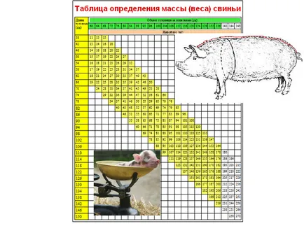 Как да се изчисли теглото на прасето