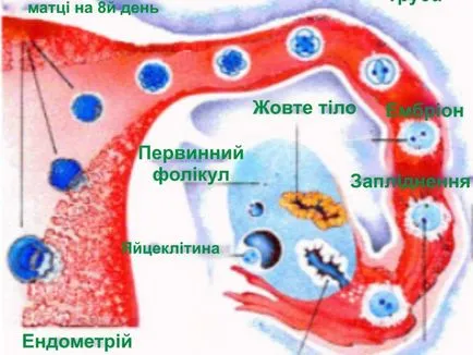 Cum este procesul de a concepe un copil de zi - informații interesante