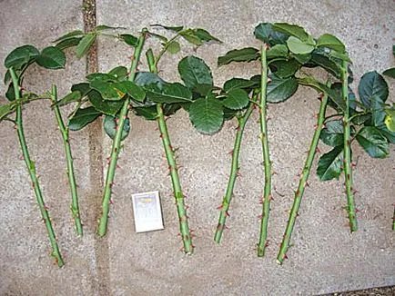Hogyan terjednek rózsa dugványok szabályzat Cserenkov tenyésztési hegymászó rózsák