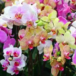 Cum de a revigora orhidee, ghivece cu plante