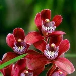 Cum de a revigora orhidee, ghivece cu plante
