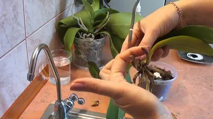 Как да се съживи орхидеите, саксийни растения