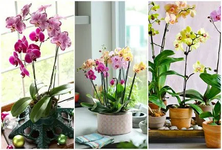 Hogyan újraéleszteni az orchideákat, cserepes növények