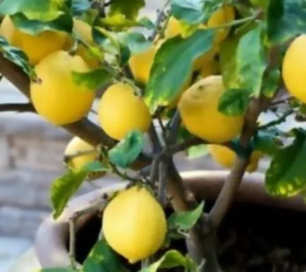 Как да се създадат условия за отглеждане на лимони, шестстотин съвети
