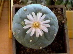 Cactus пейот - пейот Уилямс Lophophora williamsii