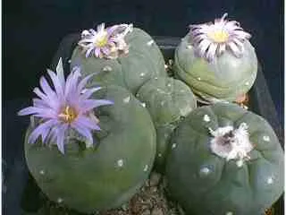Cactus peyote - peyote Williams Lophophora williamsii