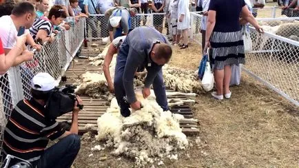 Ahogy nyírási juhok írógép, olló, hány alkalommal egy évben, és hogyan kell helyesen vágni