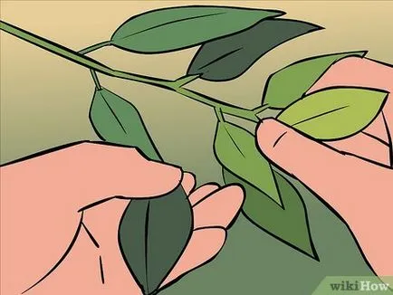 Как да изсъхне дафинови листа