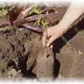 Hogyan lehet elrejteni a fiatal almafacsemetéket télen - tippek kertészek