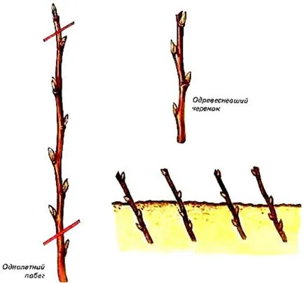 Cum să rădăcină coacăze sucursale în apă - 4 sfaturi cu privire la modul în care să rădăcină ramuri coacaze în apă - fructe și legume de grădină