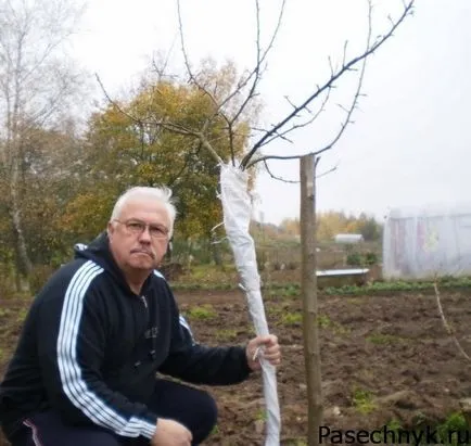 Mint egy almafa, hogy menedéket a téli szelek és kemény fagyok