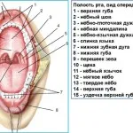 Cum să aibă grijă de proteze dentare realizate din material plastic