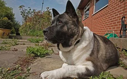 Milyen kutya, hogy jobb védelmet magánlakásokban, minden a kutyák