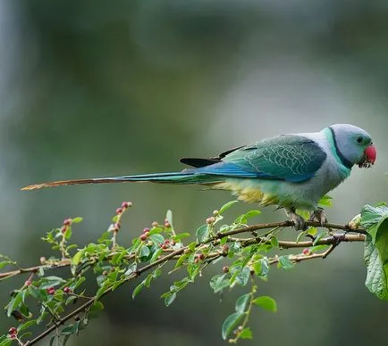 Cum să aibă grijă de un papagal ozherelovym - papagali și canari